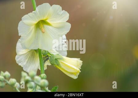 La fleur de Malva ou de malow blanc et jaune s'est épanouie sous le soleil dans le jardin Banque D'Images