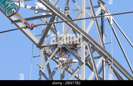 Les corneilles nichent dans un pylône électrique haute tension contre le ciel bleu, aux pays-Bas Banque D'Images