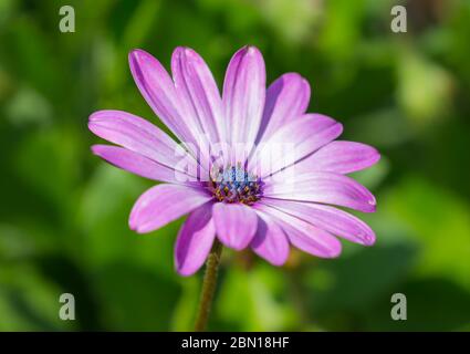 Osteospermum ecklonis rose (African daisy) à la fin de l'été dans le West Sussex, Angleterre, Royaume-Uni. Daisy africains rose. Daisy africains close up. Banque D'Images