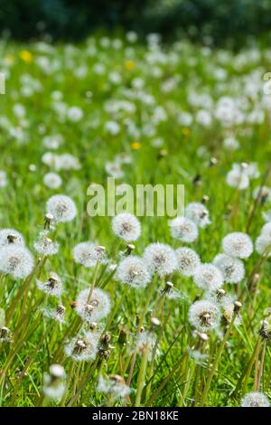 Tapis de graines de pissenlit commun blanc (Taraxacum), AKA Horloges Pissenlit, poussant dans les prairies à la fin du printemps au Royaume-Uni. Banque D'Images