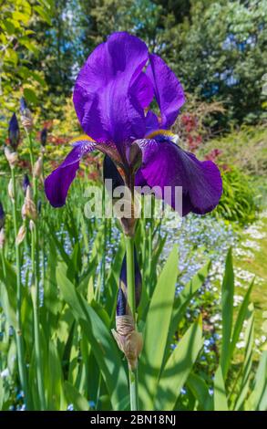 Iris (iris germanica), deep purple ou couleurs violet, très grand d'iris dans un jardin au printemps (mai) dans le West Sussex, Royaume-Uni. Portrait. La verticale. Banque D'Images