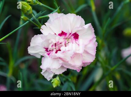 Rose Cottage Dianthus 'Gran's favorite' Fleur oeillet qui fleurit au printemps dans le West Sussex, Royaume-Uni. Banque D'Images