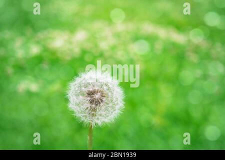 Fleur de pissenlit avec parasols blancs sur sa tête gros plan sur un fond flou. Herbe verte avec lumière du soleil sur une journée d'été claire et ensoleillée. Banque D'Images