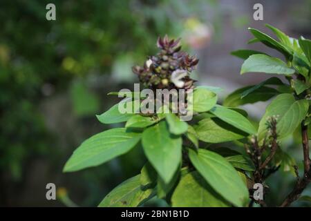 Herbe aromatique, basilic, ocimum basilicum, plante pourpre de basilic poussant dans un jardin biologique de maison. Banque D'Images