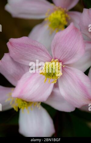 centre de la tête de fleur de clematis rose Banque D'Images