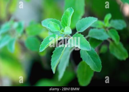 Herbe fraîche bio basilic doux plante, Ocimum basilicum, nature verte, croissant dans un jardin biologique maison. Banque D'Images