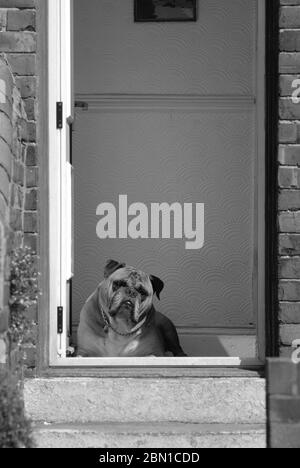 Chien à la porte, Stanley, comté de Durham Banque D'Images