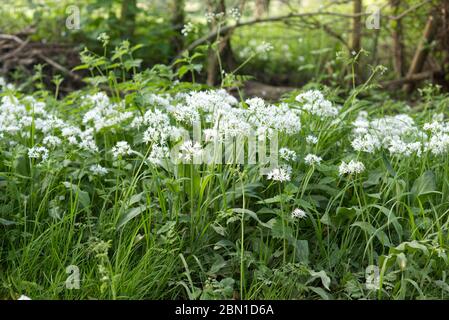 ail sauvage croissant dans la campagne parmi les herbes et les mauvaises herbes Banque D'Images