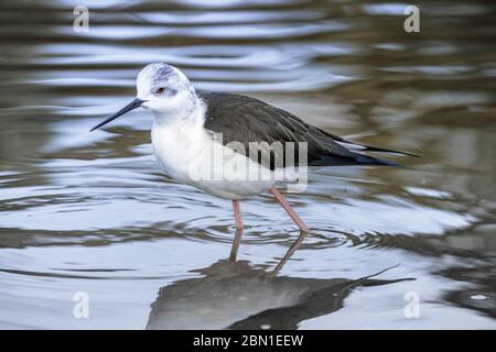 Oiseau à pilotis à ailes noires sur l'eau Banque D'Images