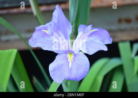 Fleur d'iris bleu en mai Banque D'Images