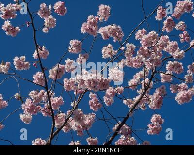 Cerisiers en fleurs dans un ciel bleu, variété pleine utilisée pour décorer une avenue d'Oslo en Norvège Banque D'Images