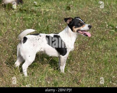 Jack Russell Terrier noir et blanc debout dans un champ avec sa