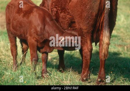 Veau , petite vache essayant de boire du lait tandis que l'agriculteur traite la vache mère Salers. Auvergne-Rhône-Alpes. France Banque D'Images