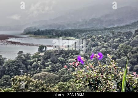 Vue de dessus des lacs Tamblingan et Buyan. Plante à fleurs au premier plan. Bali. Indonésie. Banque D'Images