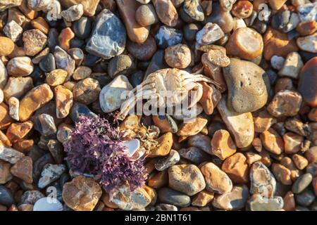 Un crabe et une algue pourpre morts à l'envers sur la plage de galets de Hampton, Herne Bay, Kent, Royaume-Uni Banque D'Images