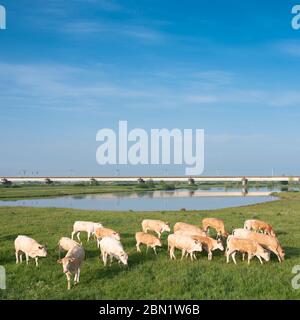 vaches beige brun clair près du pont ferroviaire sur le lek aux pays-bas entre utrecht et culemborg Banque D'Images