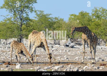 Girafe (Giraffa camelopardalis), femelle avec boisson au veau, Parc national d'Etosha, Namibie. Banque D'Images