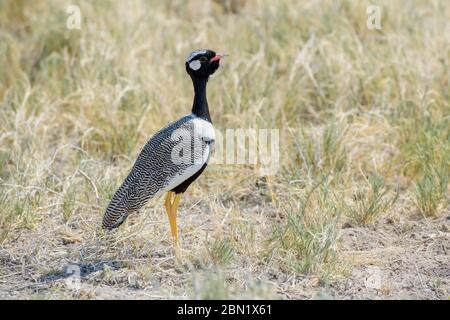 Korhaan noir du nord (Afrotis afraoides), homme adulte, parc national d'Etosha, Namibie. Banque D'Images