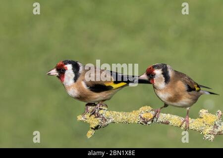 Paire de goldfinches perchées sur une branche Banque D'Images