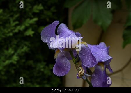 Iris après la pluie est couvert de gouttes d'eau Banque D'Images