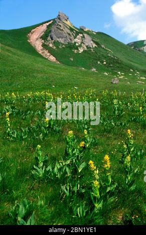 Gentiane jaune (Gentiana), Massif du Sancy. Département Puy-de-Dôme. Région Auvergne, France, Europe. Banque D'Images