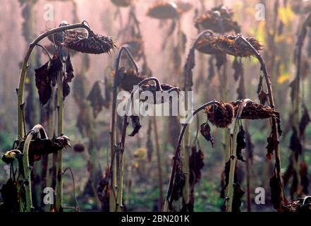 Close up de têtes de tournesol séchées au soleil au coucher du soleil, Auvergne, France Banque D'Images