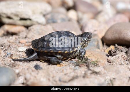 Tortue juvénile de l'étang européen Banque D'Images