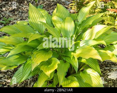 Un groupe de la latte chinoise Hosta laquée jaune qui pousse le soleil de printemps Banque D'Images