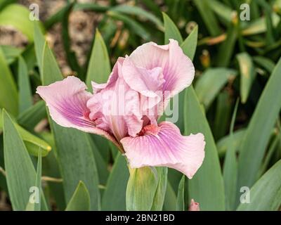 Gros plan d'une fleur rose framboise de la fleur de framboise Iris Banque D'Images