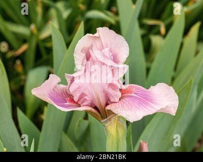 Gros plan d'une fleur rose framboise de la fleur de framboise Iris Banque D'Images