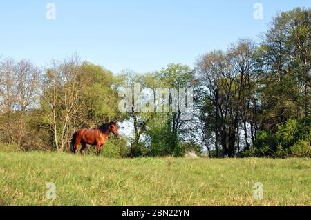 Belle prairie forestière avec un cheval de pâturage. Paysage d'été. Banque D'Images