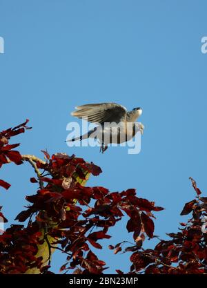 Pigeon de bois (Columba palumbus) prenant le vol d'une Hêtre de cuivre Banque D'Images