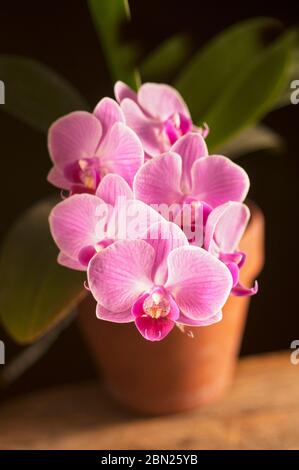 orchidées roses dans un pot d'argile. Banque D'Images