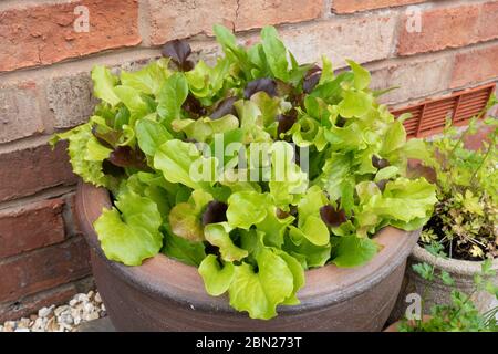 Les feuilles de salade mélangées poussent dans des pots extérieurs alors que le confinement du coronavirus encourage l’autosuffisance pendant la pandémie de Covid-19, Angleterre, Royaume-Uni, mai 2020. Banque D'Images