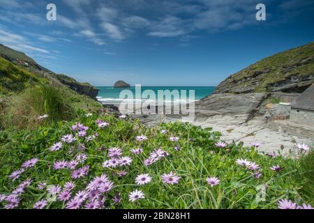 Thrift Flower devant la scène côtière, Cornwall, Royaume-Uni Banque D'Images