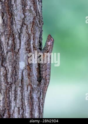 Lézard de clôture trouvé sur un arbre dans le parc national du canyon de Providence. Pendant la saison d'accouplement, le mâle a des taches bleu vif sur la gorge et le dessous Banque D'Images