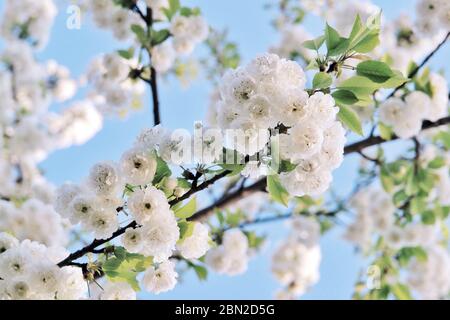 Une fleur de cerisier est une fleur de nombreux arbres du genre Prunus. L'espèce la plus connue est la cerise japonaise, Prunus serrulata, qui est communément ca Banque D'Images