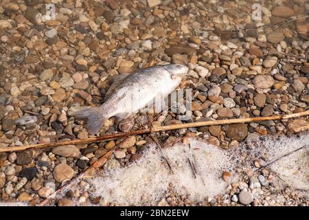 les poissons meurent en raison de la pollution de l'eau eaux usées Banque D'Images