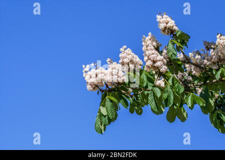Arbre de châtaigne de cheval en fleur (Aesculus hippocastanum) gros plan de l'inflorescence, des feuilles et des fleurs blanches contre le ciel bleu au printemps Banque D'Images