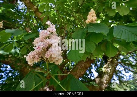 Arbre de châtaigne de cheval en fleurs (Aesculus hippocastanum) gros plan de l'inflorescence, du feuillage et des fleurs blanches au printemps Banque D'Images