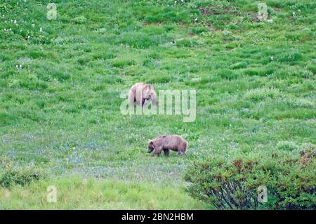 Grizzlis dans le parc national Denali, Alaska Banque D'Images