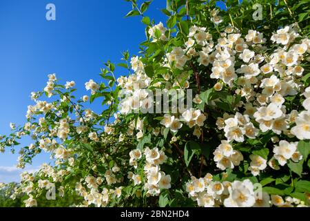 Jasmine fleurit sur la branche dans le jardin Banque D'Images