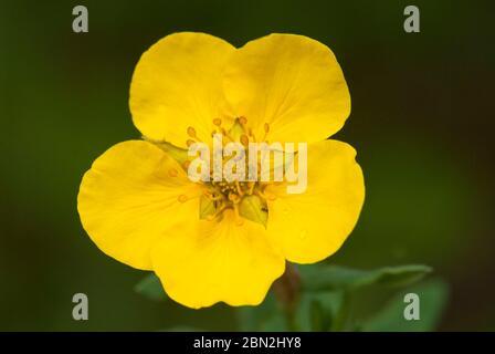 Toundra Rose, Potentilla fruticosa Alaska, États-Unis Banque D'Images