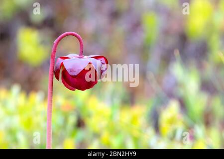 Un gros plan de la plante pourpre de pichet (sarracenia purpurea), une plante carnivore qui mange des insectes. Il est utilisé comme à un moment par les tribus des Premières nations comme un m Banque D'Images