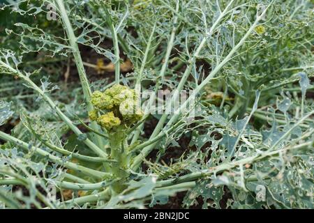 Plante endommagée de brocoli (brassica) et feuilles attaquées par des chenilles de papillon blanc de chou dans un jardin au Royaume-Uni Banque D'Images