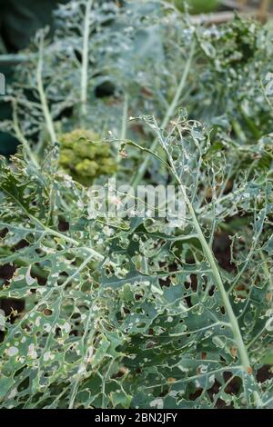 Feuilles de brocoli endommagées mangées par les chenilles, légumes mangés par les ravageurs des jardins, Royaume-Uni Banque D'Images