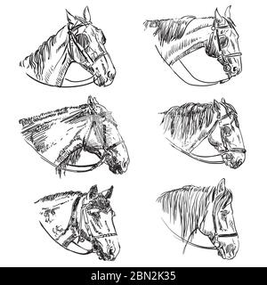 Jeu de 6 têtes de chevaux à bride. Les chevaux élégants se voient dans un profil isolé sur fond blanc. Crayon, encre main dessiné réaliste po Illustration de Vecteur