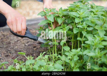 Femme cultiving et cueillant des herbes (origan) dans un jardin d'herbes, Royaume-Uni Banque D'Images