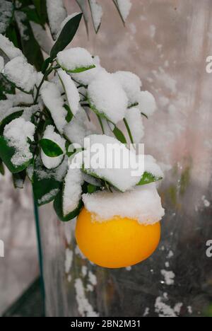 Un pamplemousse jaune mûr sur un arbre dans un jardin potager. C'est l'hiver et la neige a été fortement en chute libre Banque D'Images