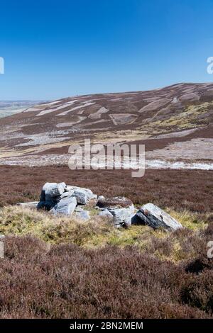 Patchwork d'habitat de bruyère au printemps sur Whitalde Moor dans le parc national de Yorkshire Dales, Royaume-Uni. Banque D'Images